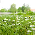 Hotel Zu Den Rothen Forellen