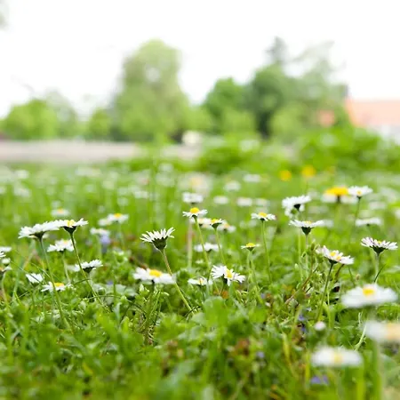 Отель Zu Den Rothen Forellen