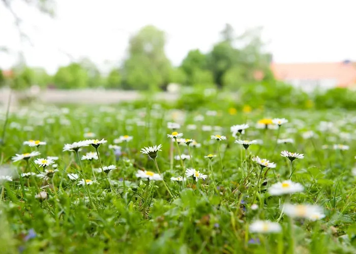 Hotel Zu Den Rothen Forellen